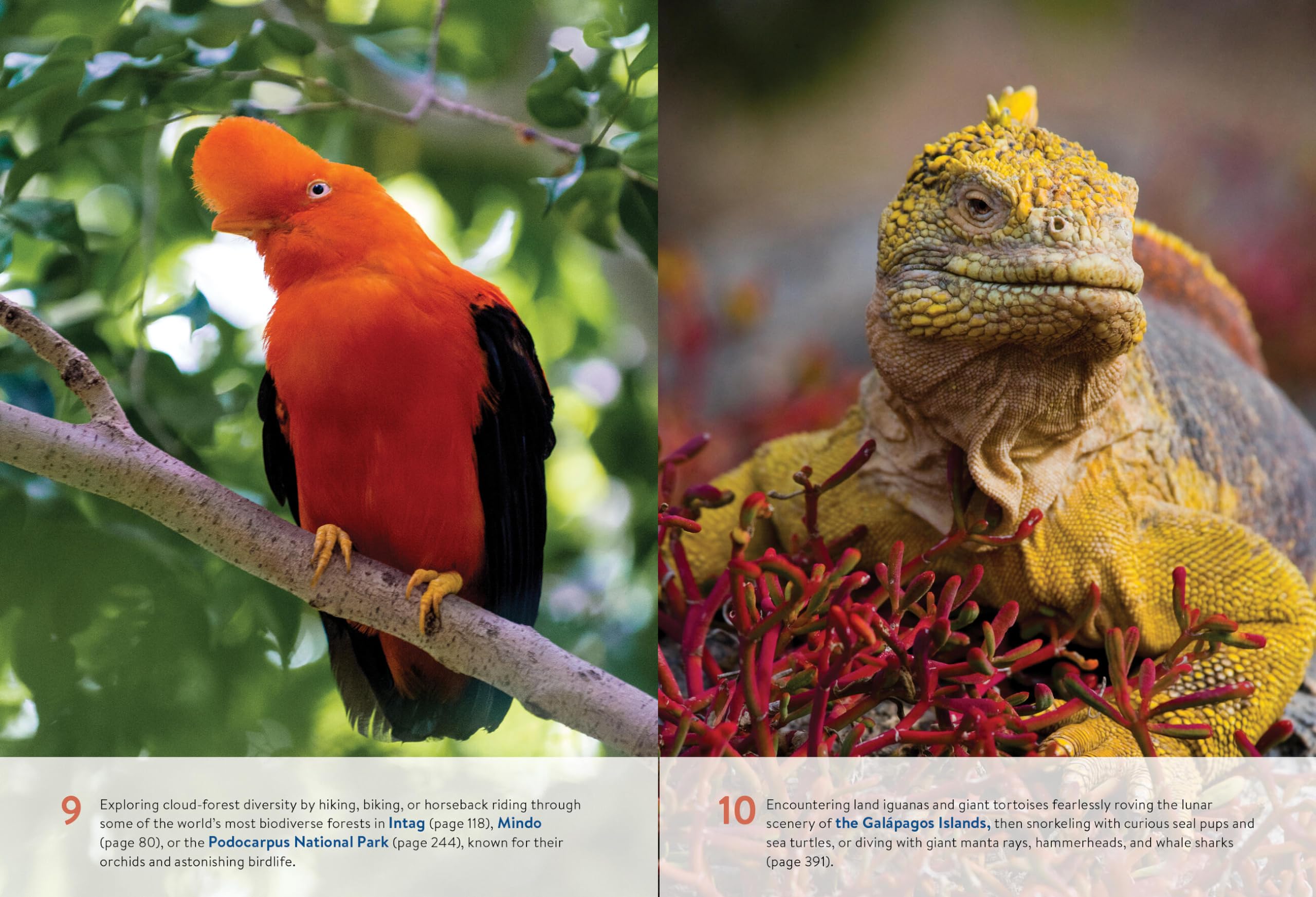 Moon Ecuador & the Galápagos Islands: Outdoor Adventure, Indigenous Culture, Sustainable Travel (Moon Latin America & Caribbean Travel Guide)