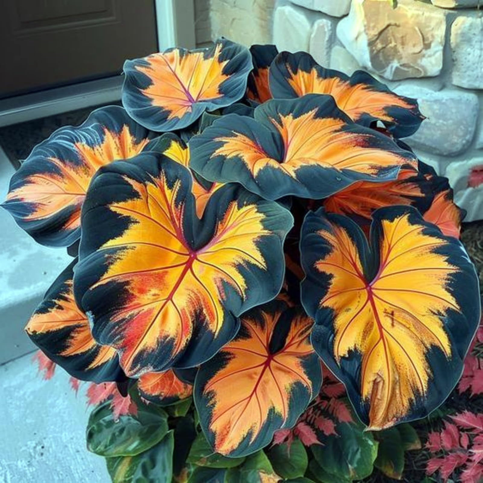 Rare Elephant Ear, Surprisingly Growing, Hardy Perennial, Suitable for Spring and Autumn, Garden Viewing, No Watering Required-8 Bulbs-D