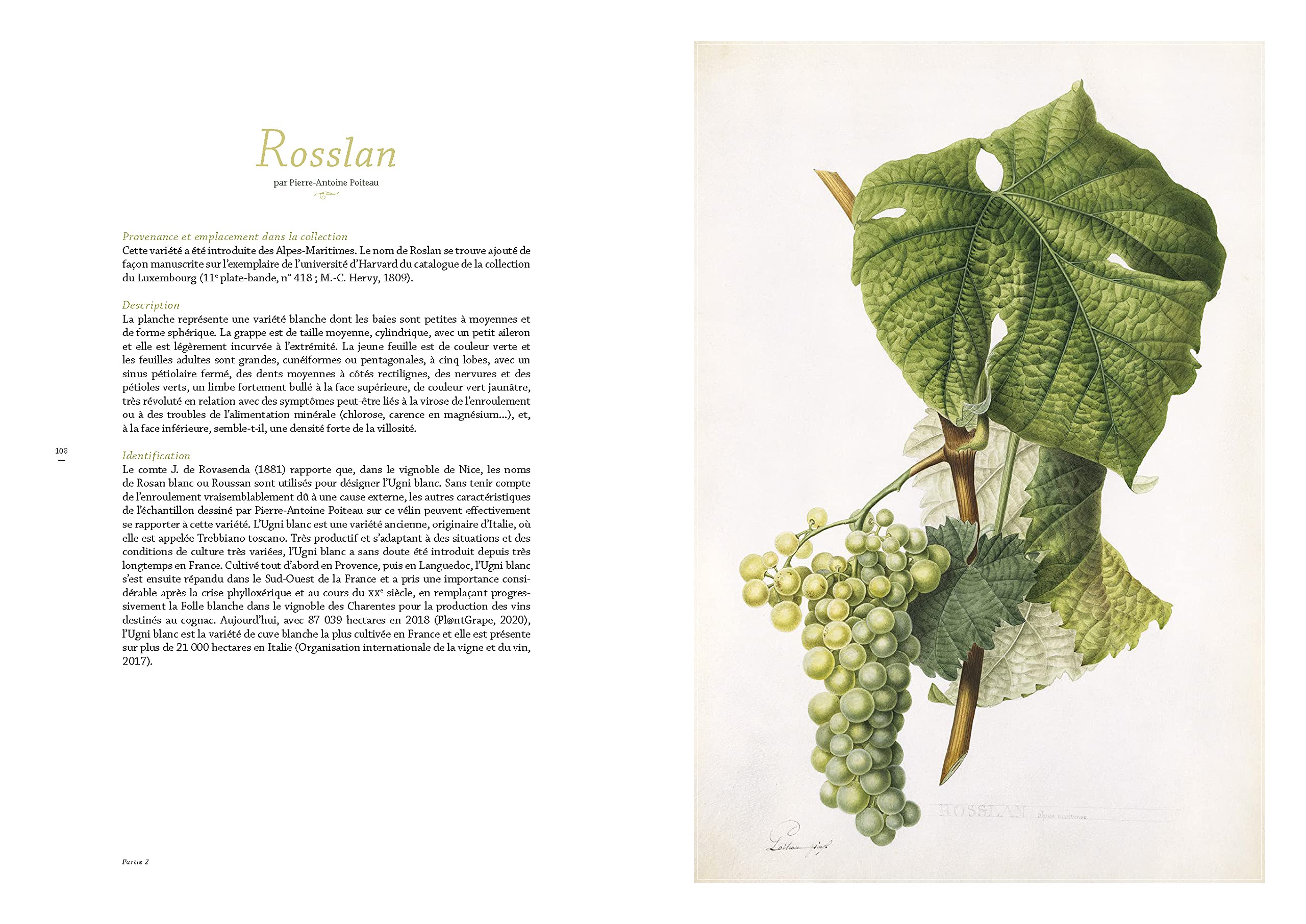 Les raisins de Jean-Joseph Redouté