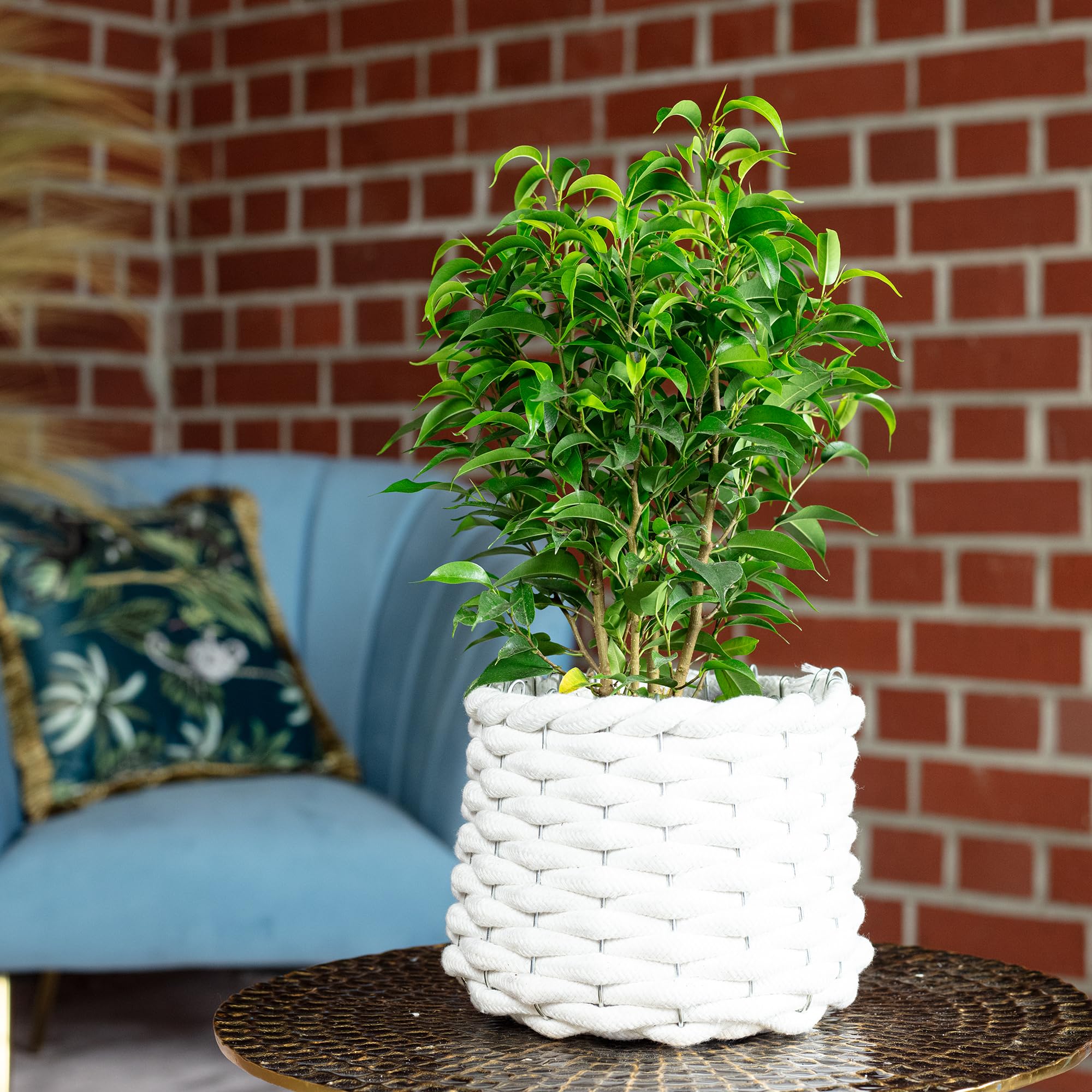 Figa brzozowa "Natasja" rozgałęziona - łatwa w pielęgnacji roślina pokojowa, Ficus benjamini - wysokość ok. 30 cm, średnica doniczki 12 cm