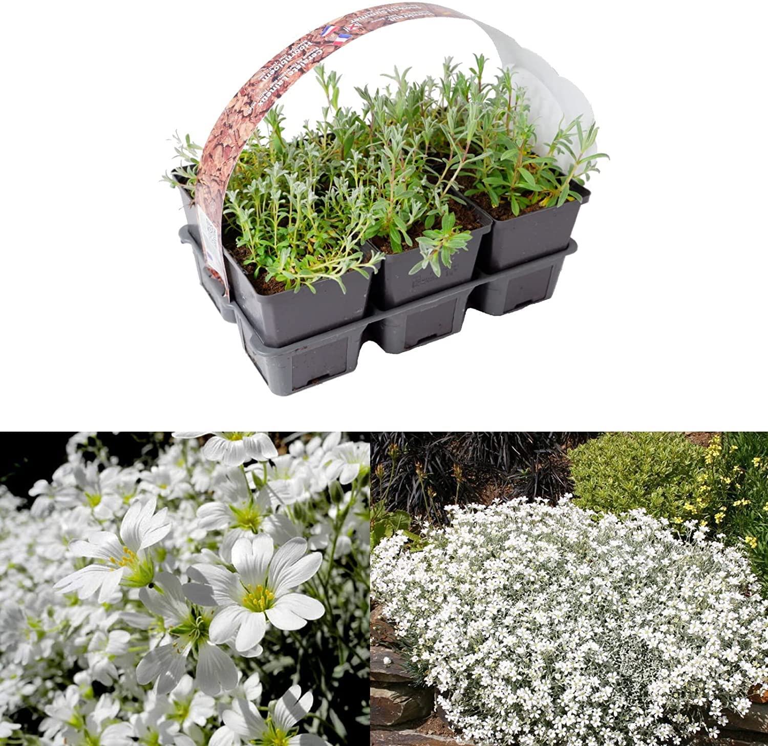 Carbeth Plants Snow in Summer Pack 6 Plants in 9cm Pots (2 Packs) โ image 1