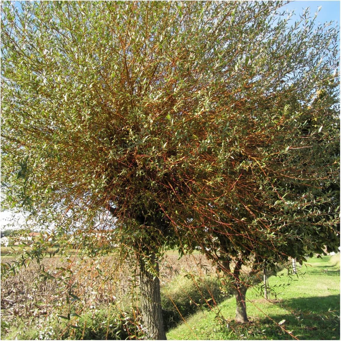 3 Common Osier Willow 3-4ft,for Basket Making,Salix Viminalis Hedging Plant 3fatpigs®