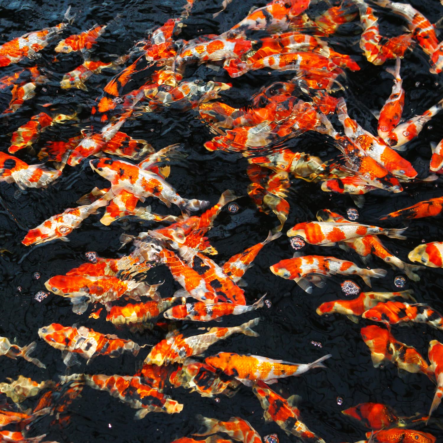 JBL Comida para Todos los Peces de Estanque, menú Flotante de Copos y Palos, Comida Especial ProPond Vario 0,72 kg