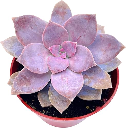 Miniatura 4 de The Succulent Cult Graptopetalum Superbum, suculentas vivas de 4 pulgadas, plantas suculentas vivas completamente enraizadas, planta de casa
