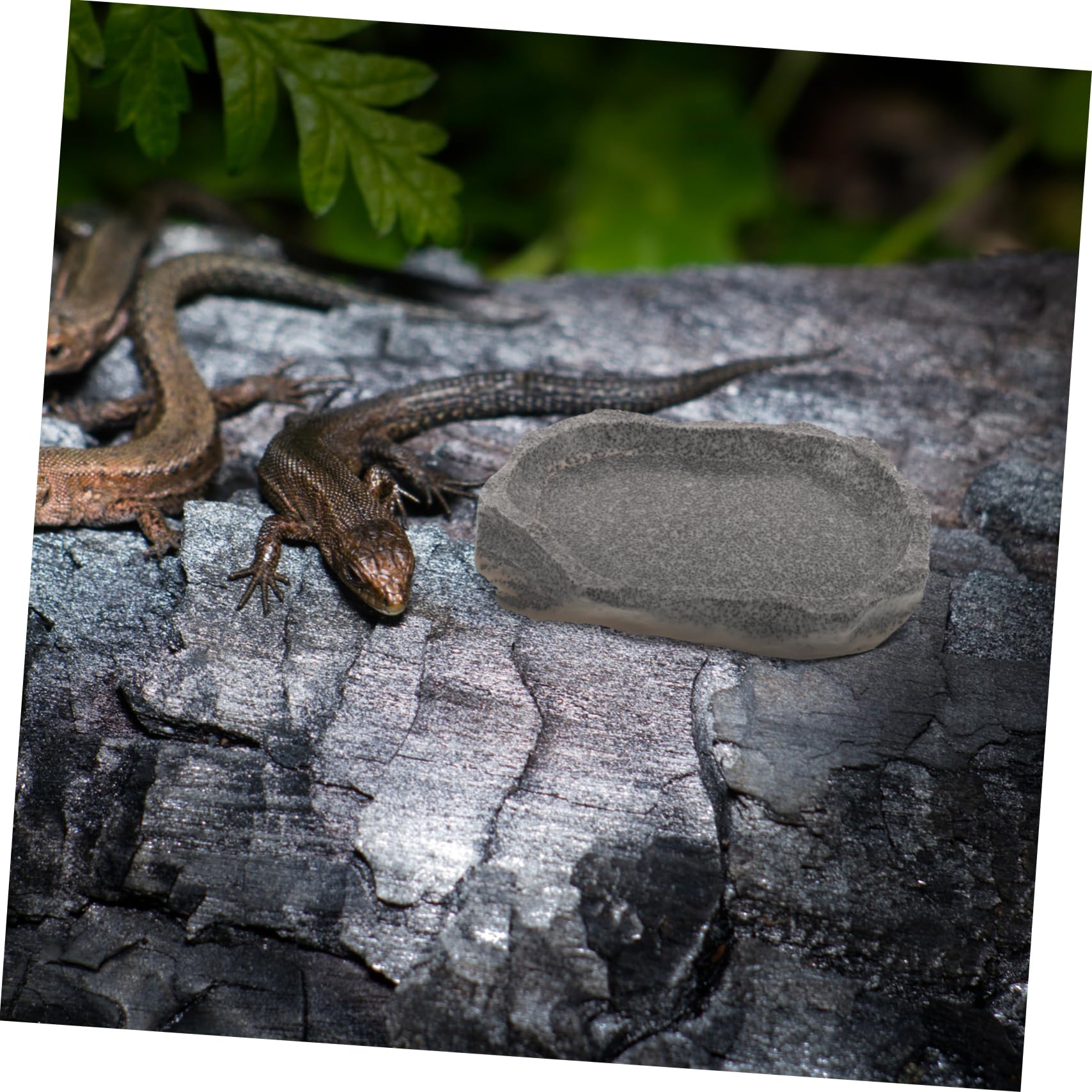 Sosoport 5piezas Tazón De Resina para Reptiles Alimentador De Comida y Agua Plato Duradero para Lagartos Gecko Dragón Barbudo y Tortugas Diseño De Roca Natural Fácil De Limpiar