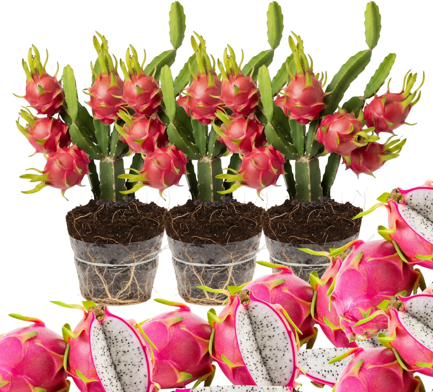 Set of 3 Mixed Dragon Fruit Plants Live, 4-7 Inches Tall, Tropical Dragonfruit Cactus Tree for Outdoor Spring Growing