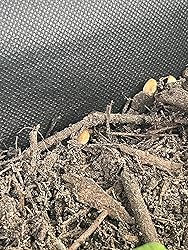 Compo Bio Insektenfrei Neem, Bekämpfung von Schädlingen (u.a