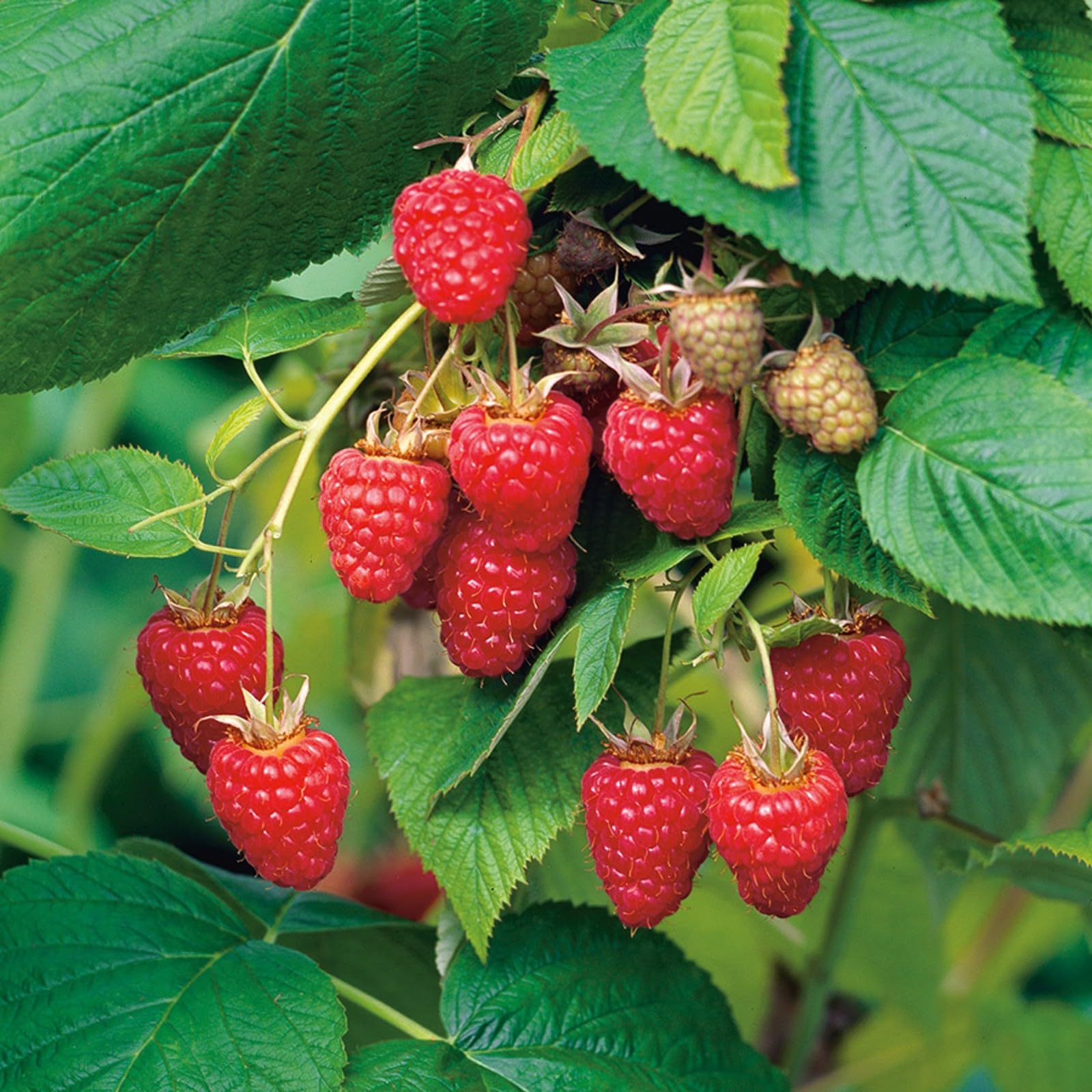 Carbeth Plants - Fruit Plants - Raspberry Plant 'Tulameen' in 9cm Pot