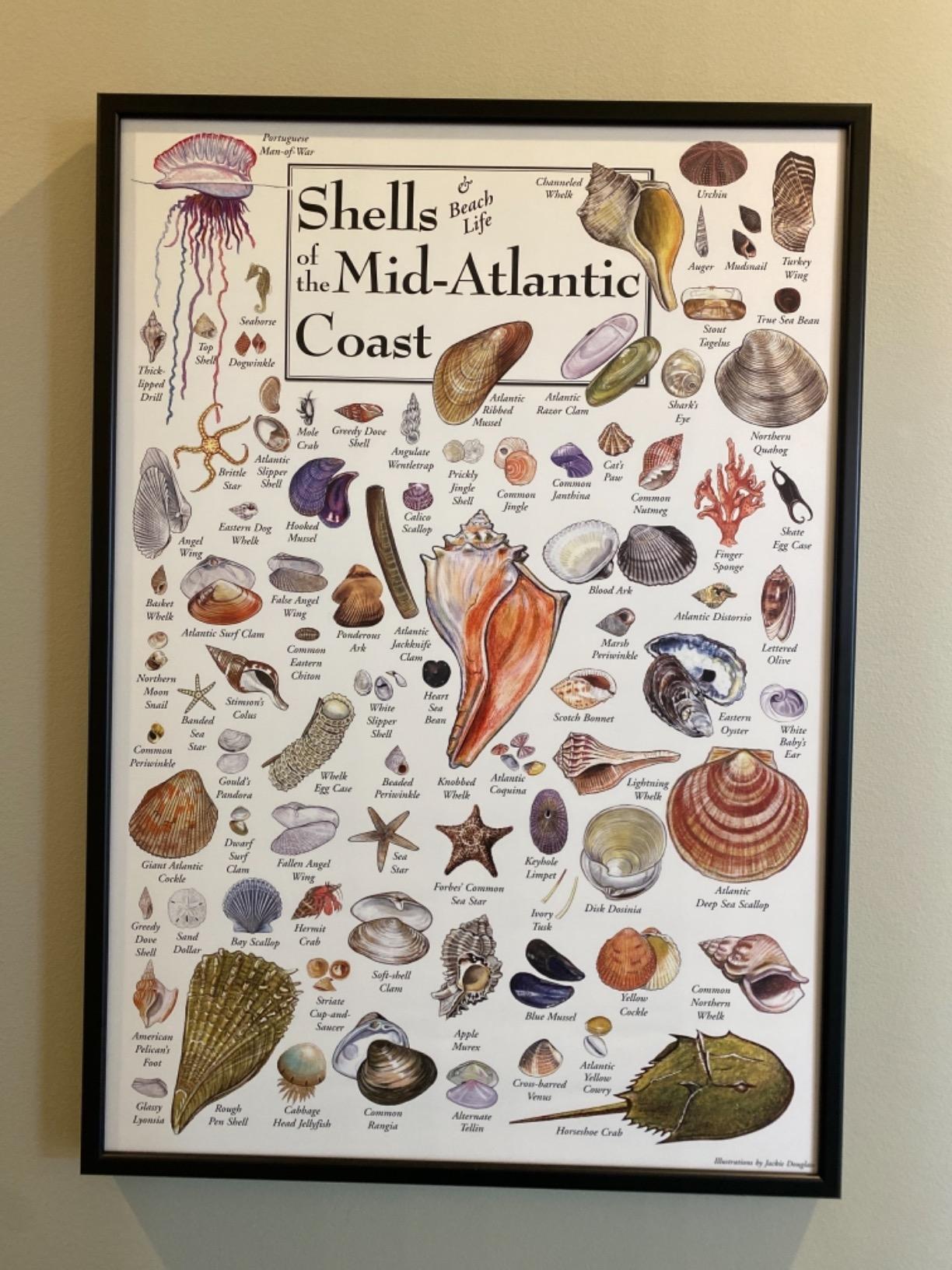 Earth Sky & Water Poster - Shells of The Mid-Atlantic Coast : Amazon.in ...