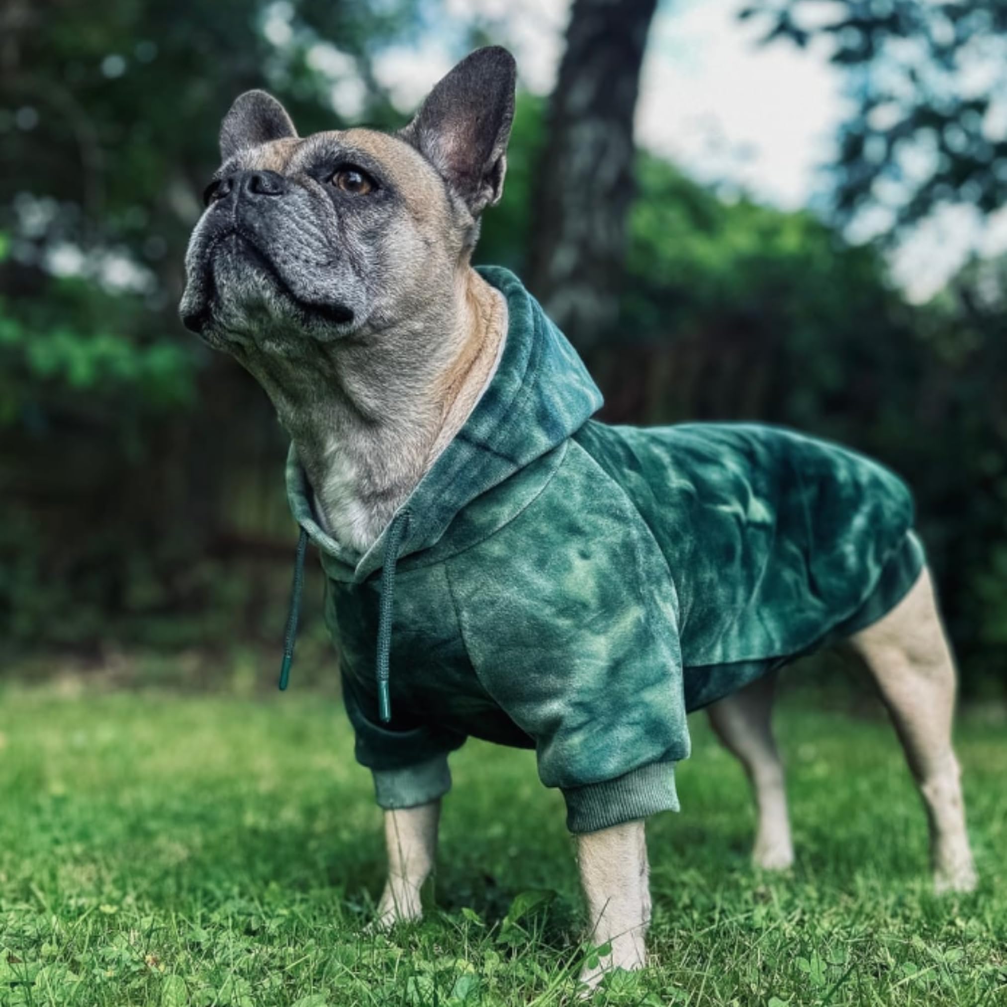 Amazon.com : Spark Paws Dog Hoodie – Premium Dog Sweater for Small