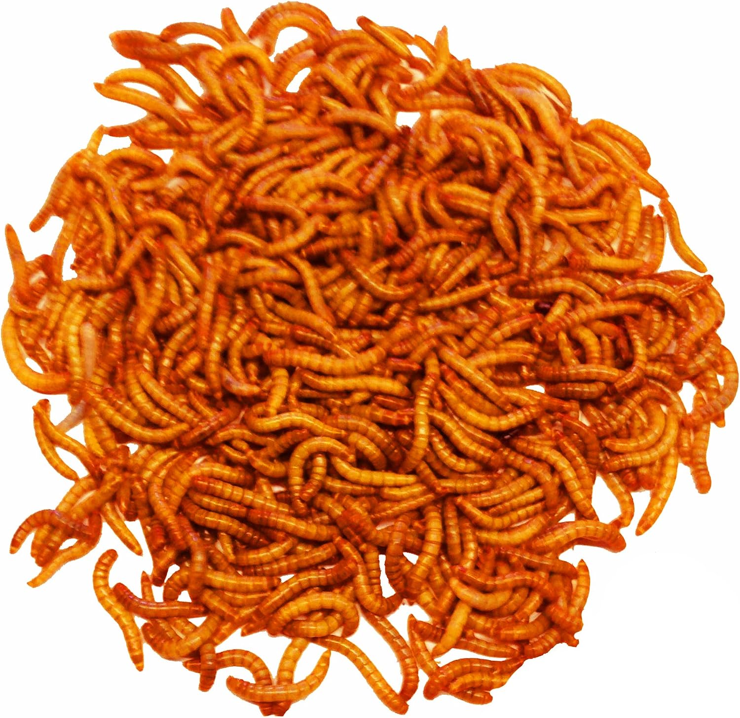 SOBAKEN 10,000 Live Mealworms, Reptile, Birds, Chickens, Fish Food (Mixed)