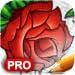How to Draw Roses: Pro Edition
