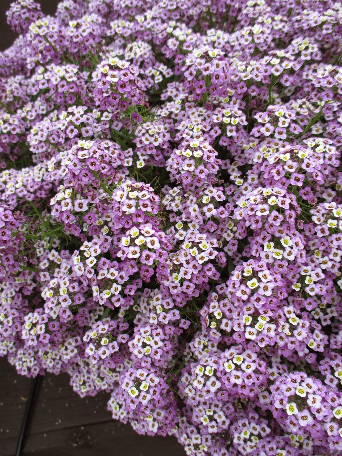 See full amazon price history chart for Golden Hills Farm Blue Sweet Alyssum Flower 200+seeds Golden Hills Farm Blue Sweet Alyssum Flower 200+seeds (B09C87Y3QD) Amazon Price History, Amazon Price Tracker