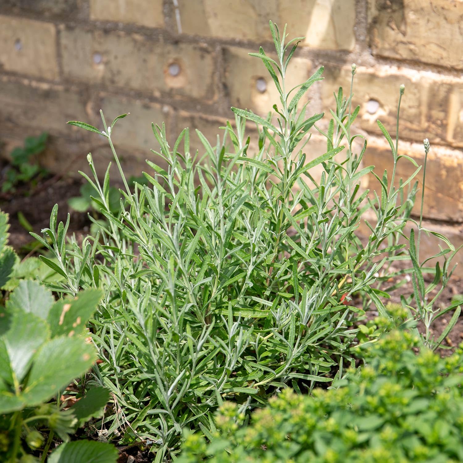 Marshalls Garden Tarragon Plant - Hardy Perennial Herb