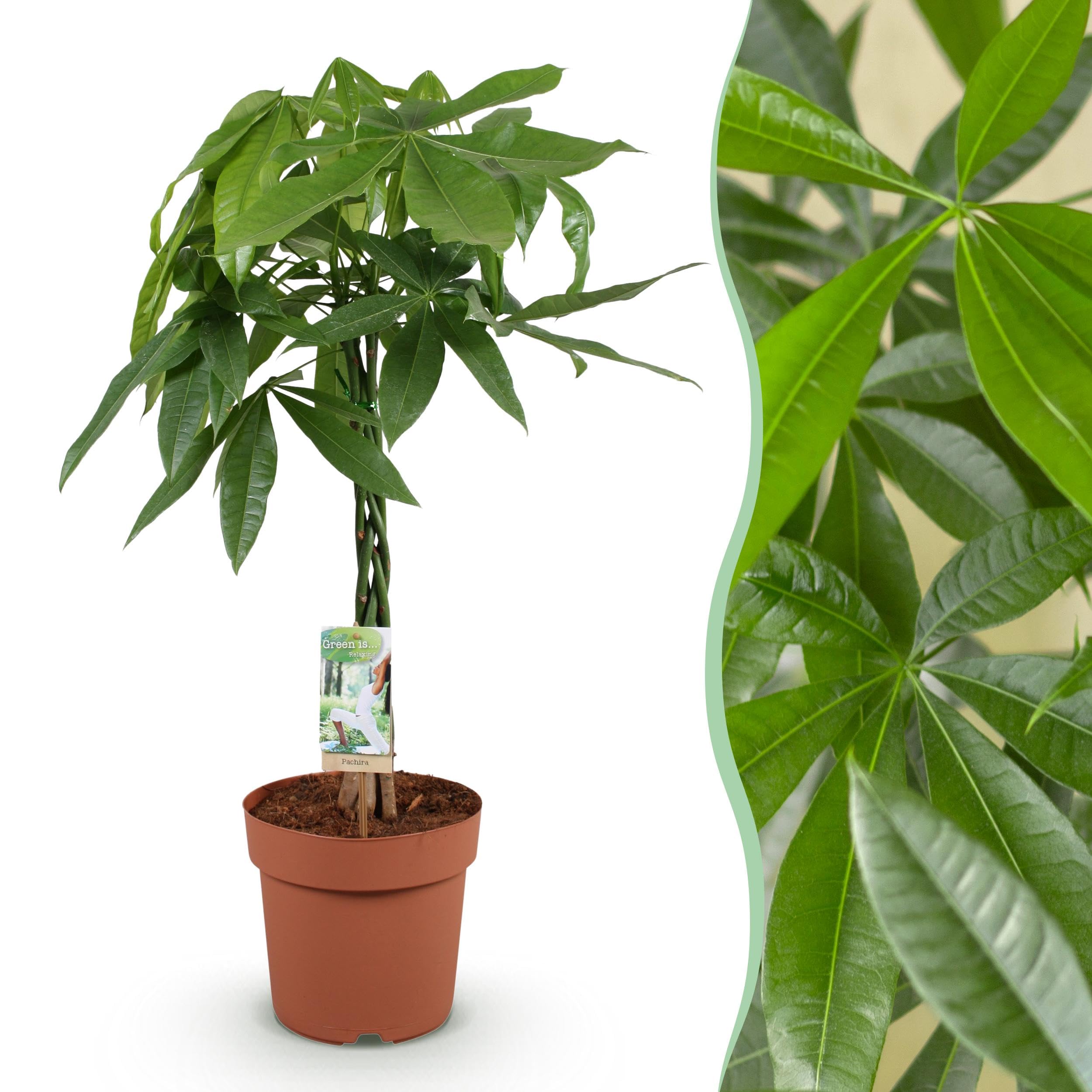 Pachira Aquatica pleciony pień - Drzewo pieniędzy - Niskie koszty utrzymania - Zielony - 80-90cm - Ø21cm - Roślina doniczkowa - Zimozielony