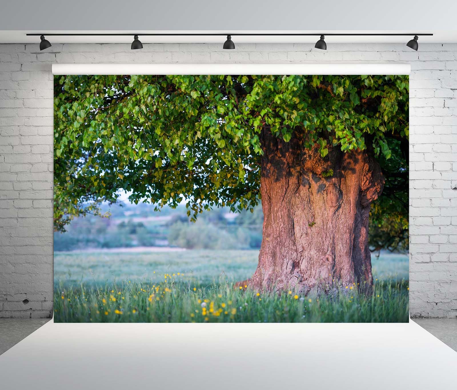 BELECO 3.6x2.5m Telo sfondo vecchio tiglio | Grande chioma albero foglie verdi rigogliose tronco spesso prato estivo sfondo picnic esterni foto