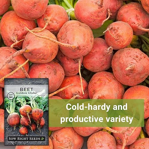 Miniatura 5 de Sow Right Seeds - Semillas de remolacha Golden Globe para plantar - Paquete de reliquia sin OMG con instrucciones para plantar y cultivar un huerto