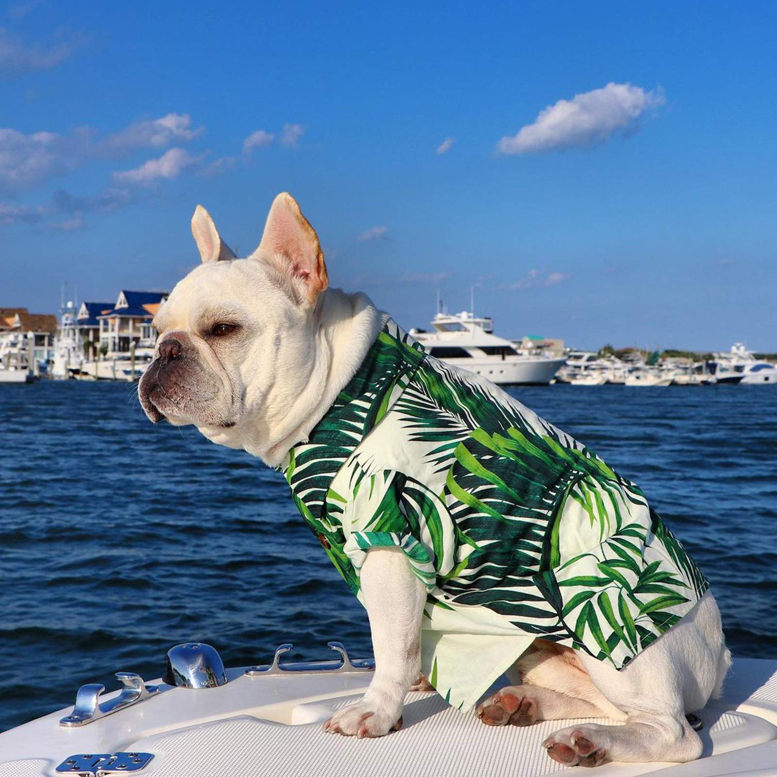 Camiseta Para Perros PriPre - Chaleco Transpirable De Algodón Para Razas Medianas Y Grandes