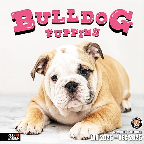 RED EMBER Bulldog Puppies Calendario mensual de pared colgante 2024 12 x 24 pulgadas abierto Papel grueso y resistente Regalo Lindo perro