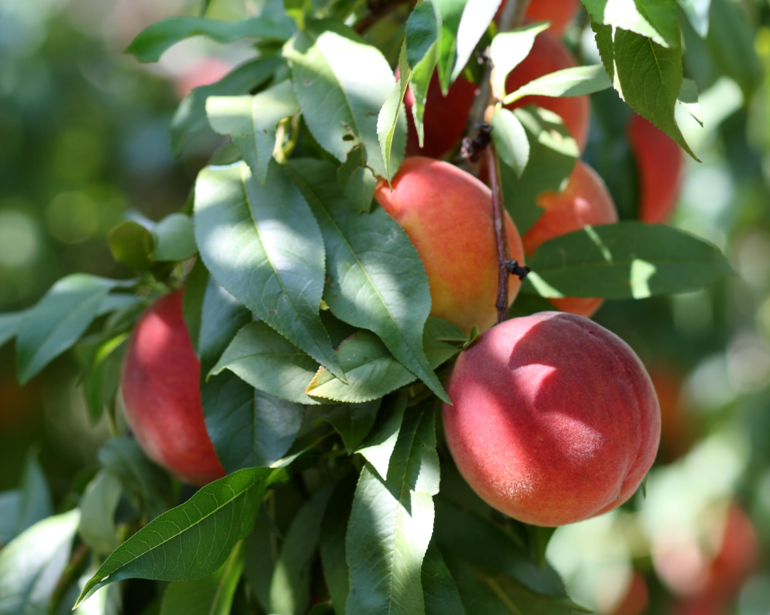 Florida Glo Peach Tree
