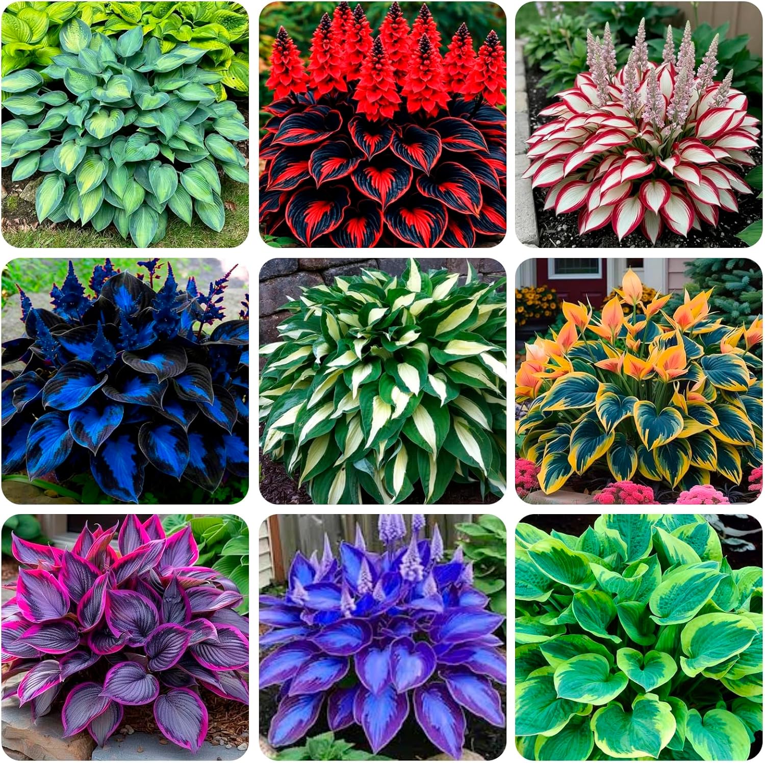 200+ Seeds Perennial Hosta Flower Seed for Planting Outdoors Garden Beauties
