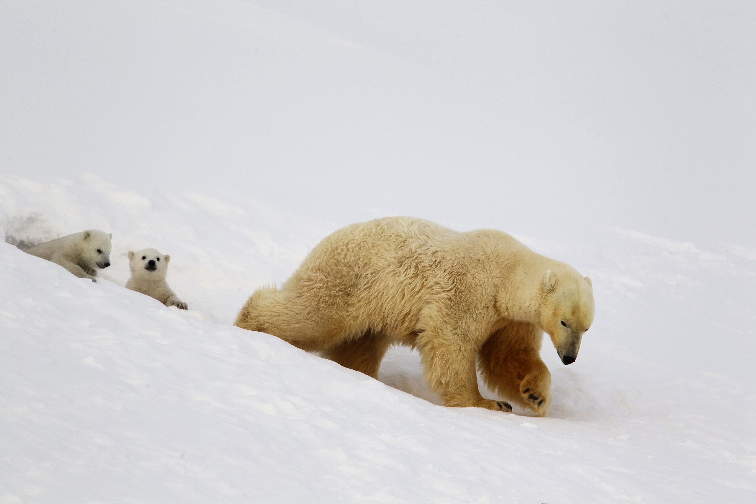 Unter Eisbären - Überleben in der Arktis