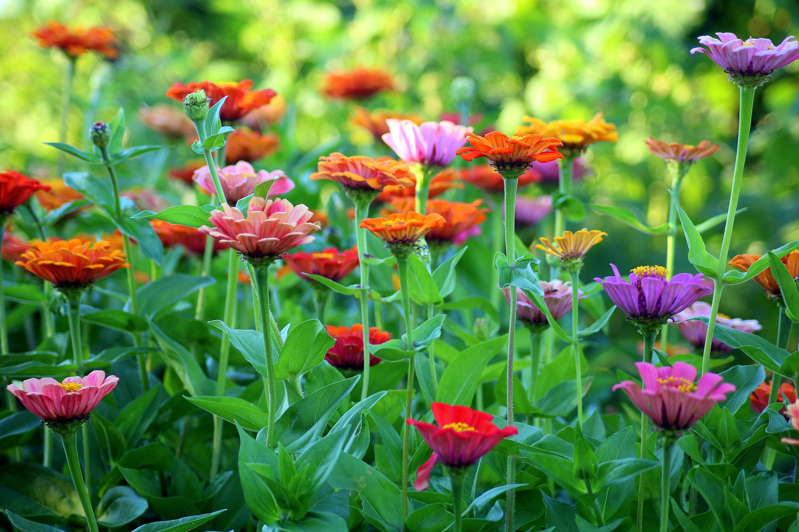 Zinnie (Zinnia elegans) ´Riesen-Mischung´ Samen. Schmetterlings Magnet (20000 Samen = 108,0g)