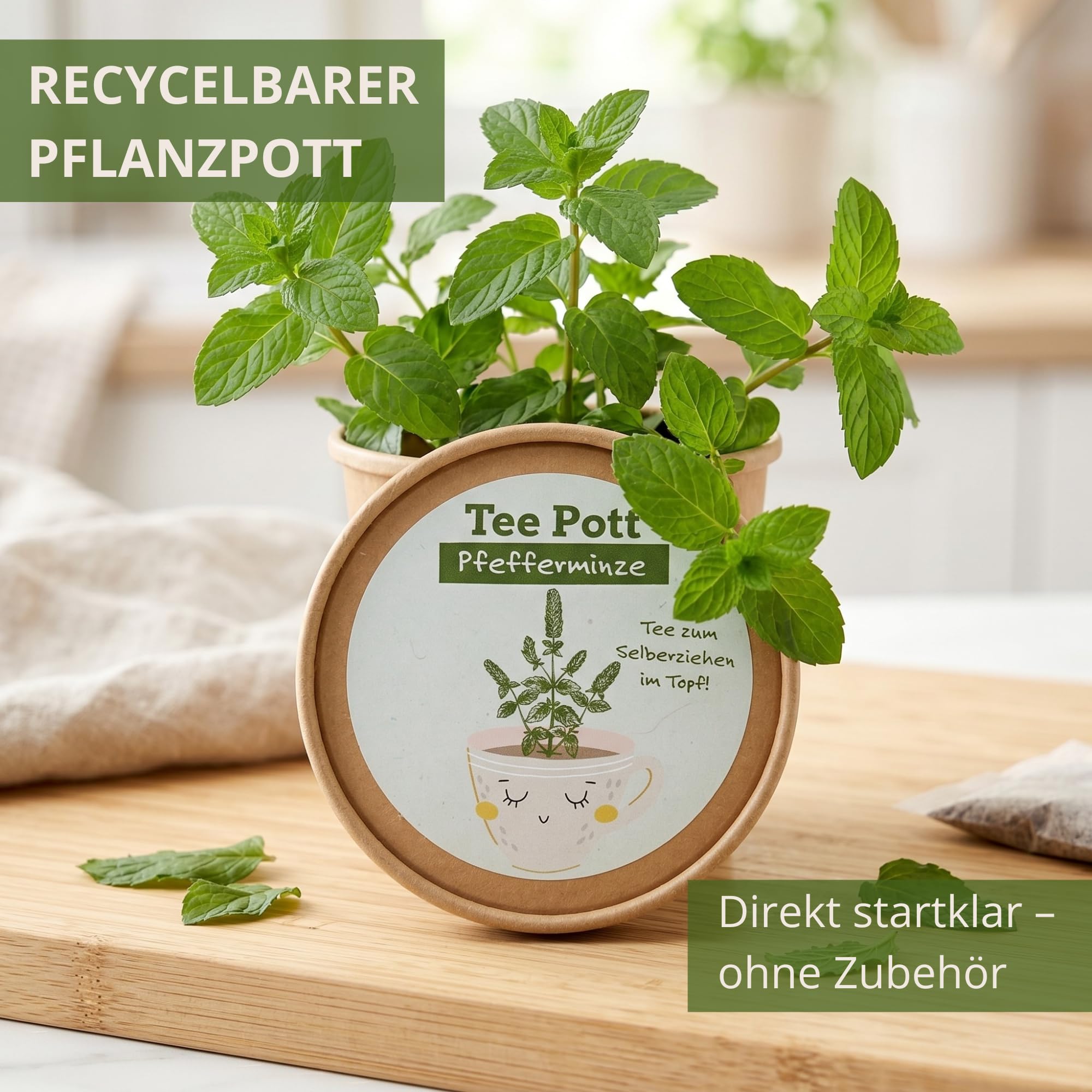 Kit de culture de menthe poivrée avec graines et terre pour rebord de fenêtre