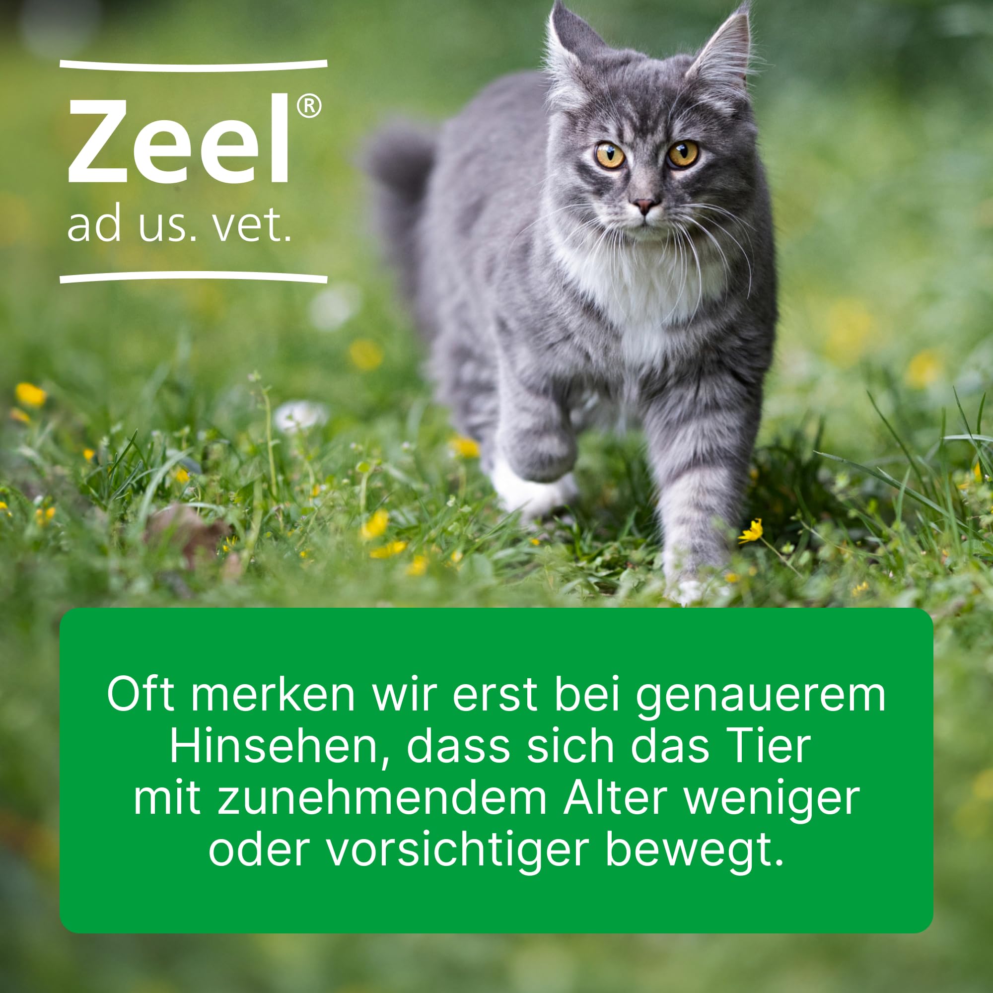 Zeel LT ad us. vet. 2x100 Tabletten - Natürliches Tierarzneimittel | Unterstützung für langfristige Beweglichkeit, für u.a. Hunde, Katzen und Pferde, Made in Germany