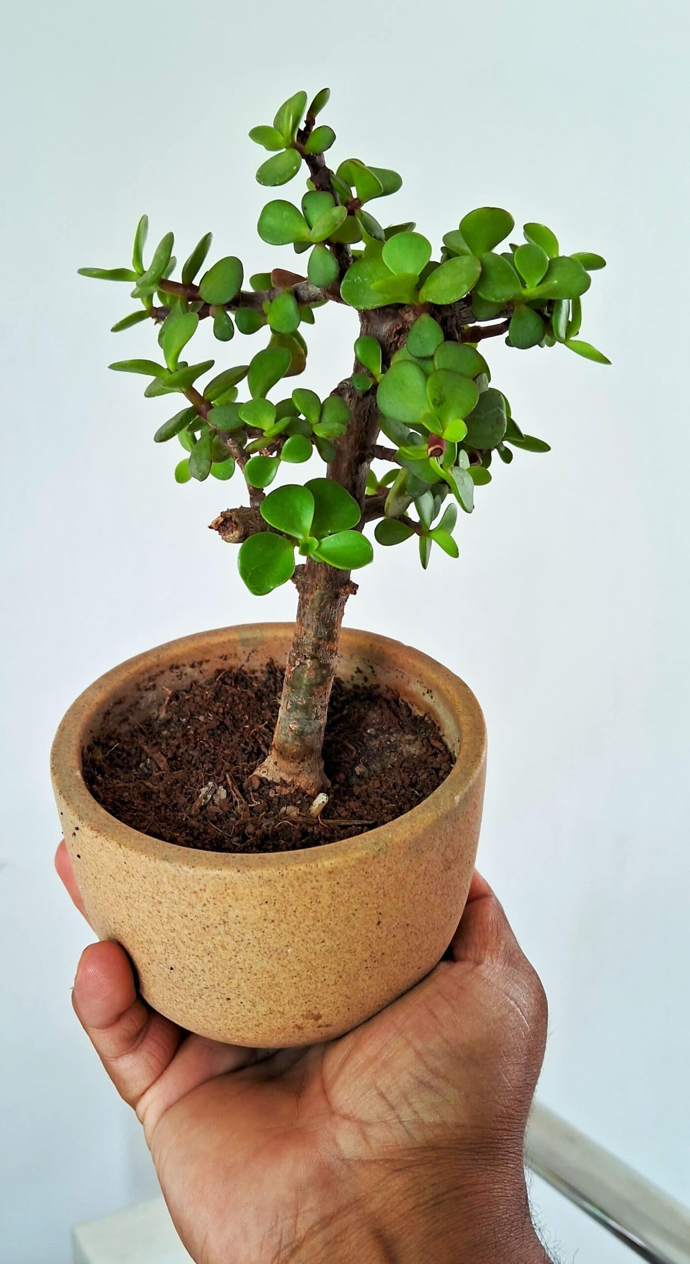 SM Plants Good Luck Jade Plant with Growing bag | Live Indoor