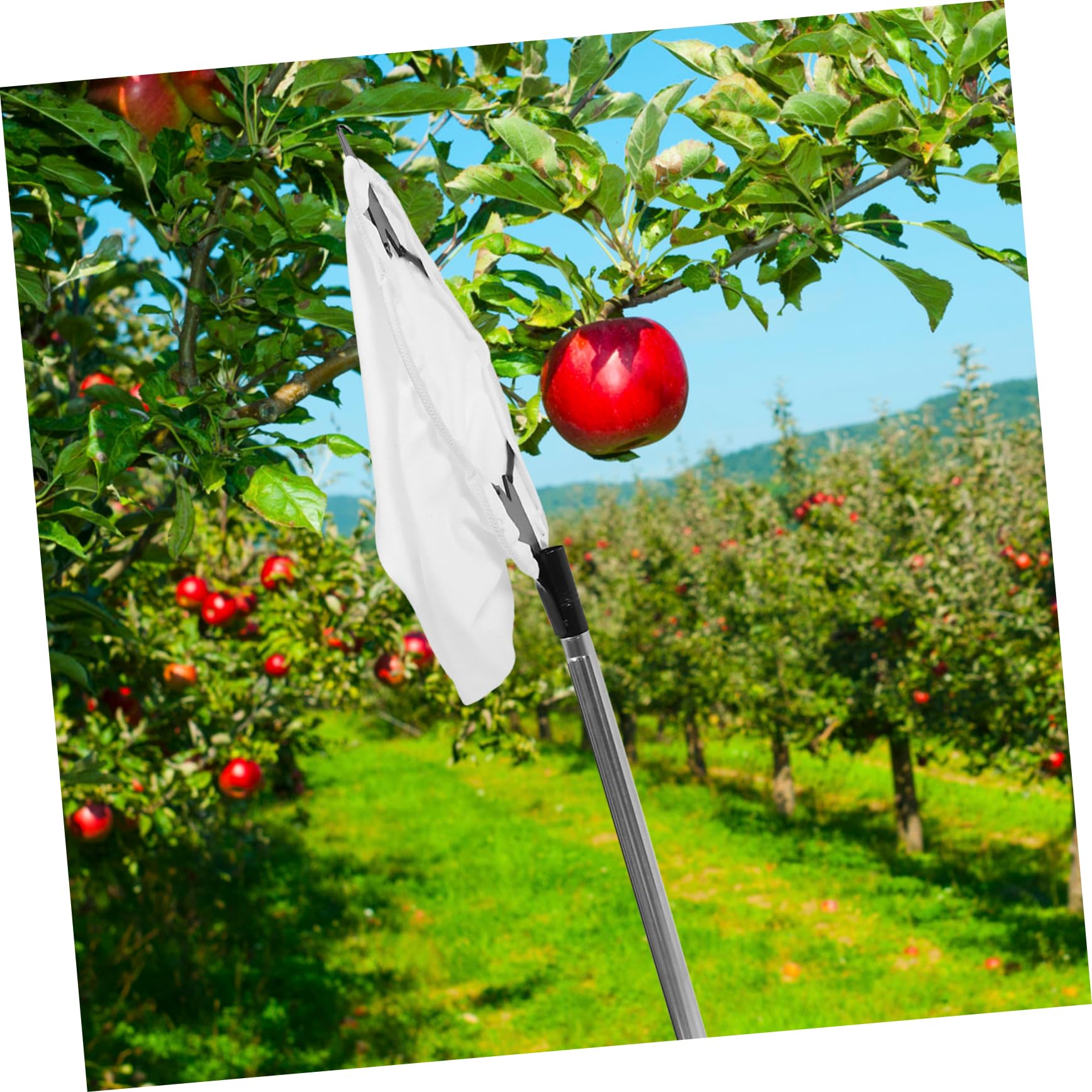 Mipcase 1 Set Raccoglitrice Di Frutta Aerea Frutta Con Cesto Cestino Per La Raccolta Della Frutta Gabbia Per La Raccolta Della Frutta Silver Acciaio Inossidabile