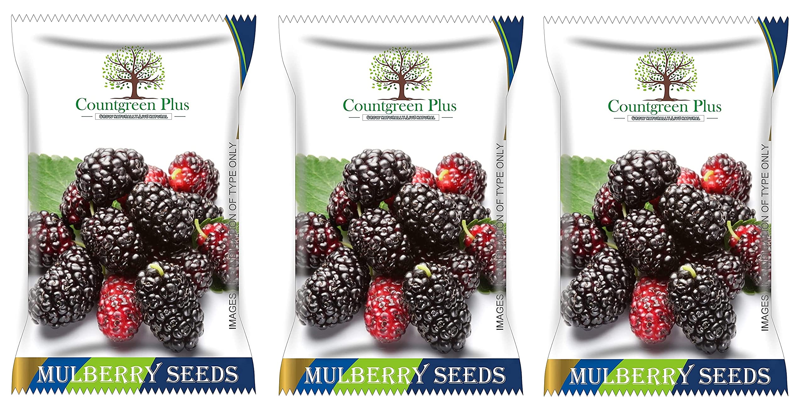 Grow Your Own Mulberry Fruit - Organic Seeds -11 Grow Your Own Mulberry Fruit - Organic Seeds -11