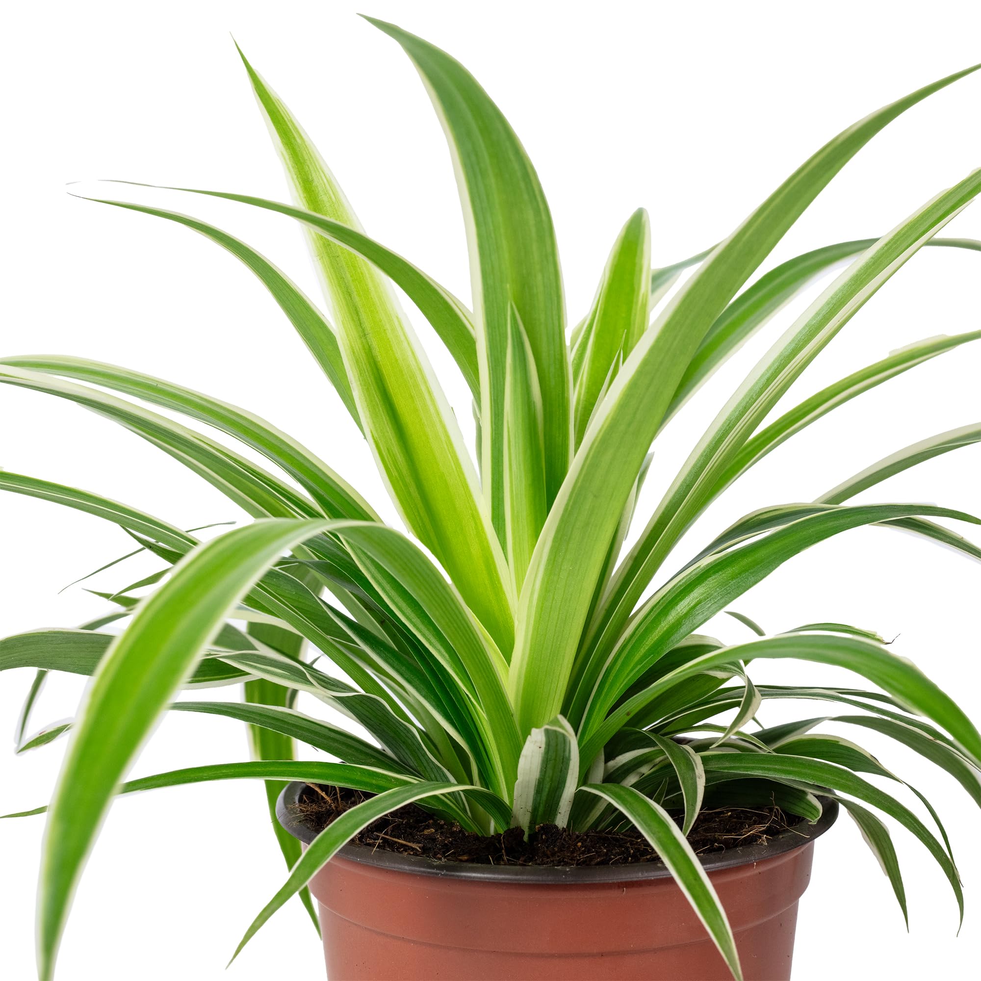 Plante araignée 'Ocean' - plante d'intérieur facile d'entretien, Chlorophytum Comosum - hauteur env. 20 cm, pot-Ø 12 cm Vert