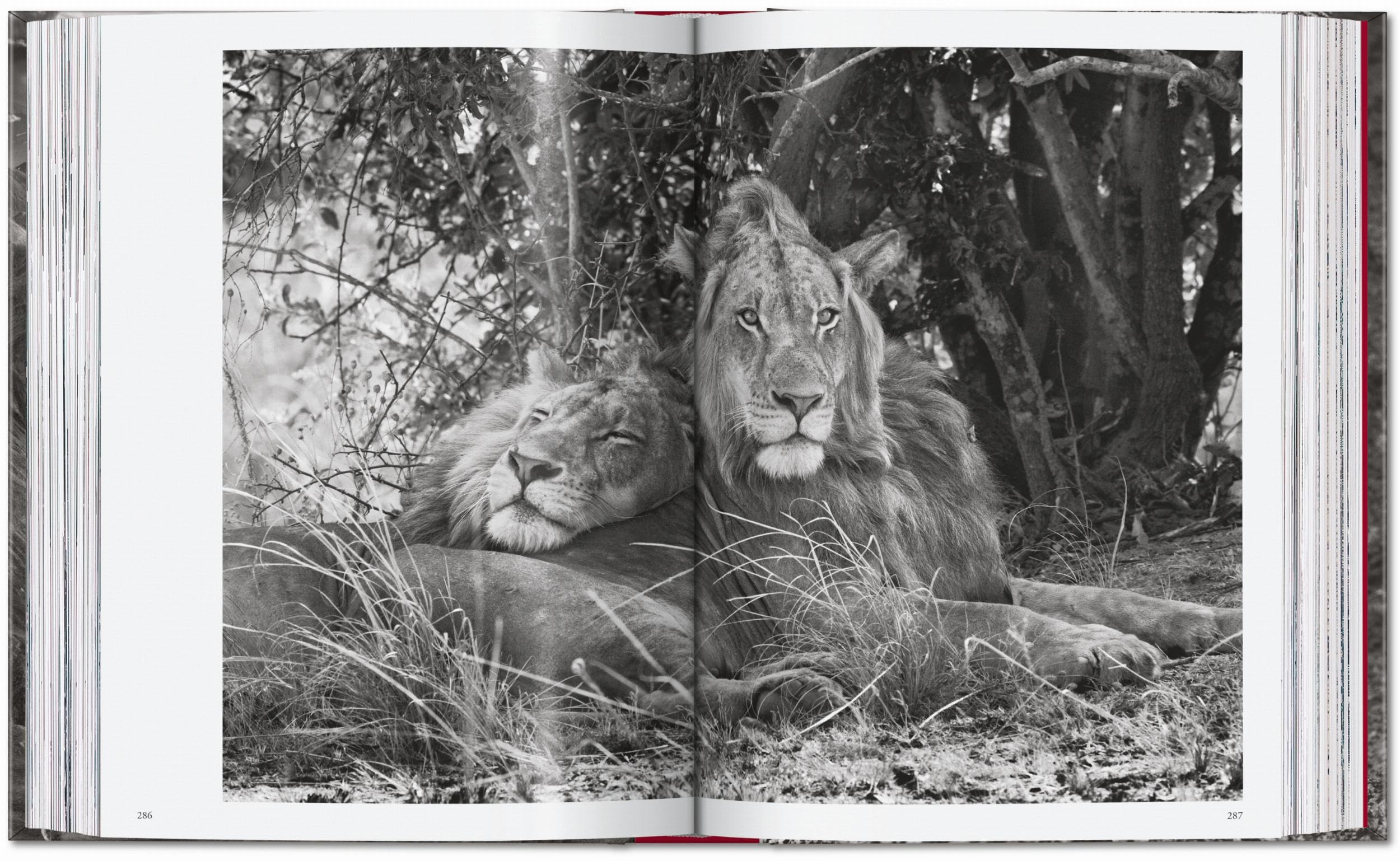 Sebastião Salgado: Genesis. 45th Ed.