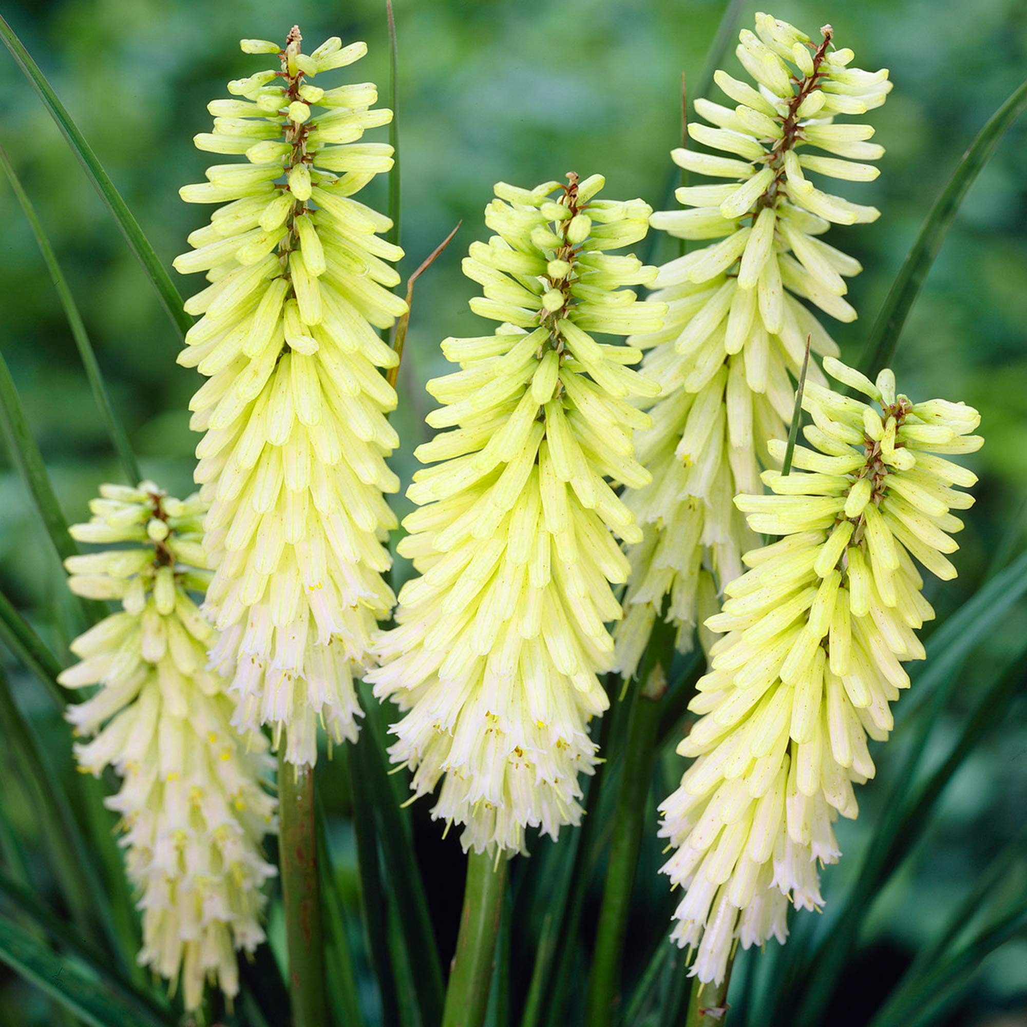 Kniphofia Pineapple Popsicle Red Hot Poker Deciduous Potted Garden Shrub (20-30cm (Incl. Pot))