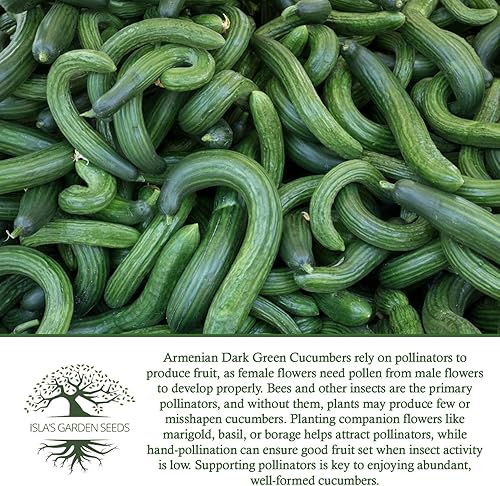 Miniatura 6 de Semillas de pepino "verde oscuro armenio" para plantar, más de 100 semillas tradicionales por paquete, semillas de jardín de Isla (semillas de