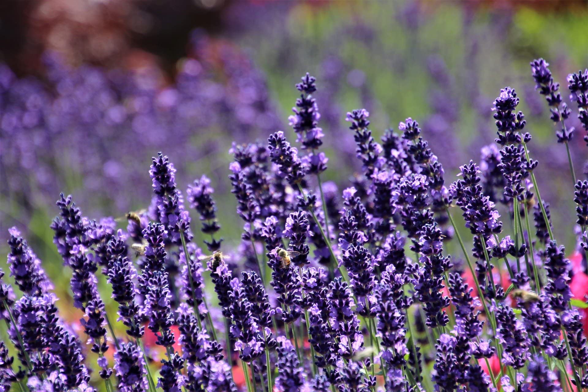 Sensational Lavender pint pot perennial