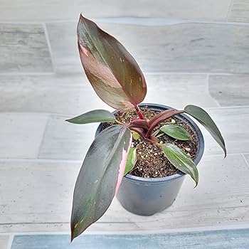 その他観葉植物 Philodendron Pink Princess Black Cherry il_1080xN.6201563061_6aev.jpg