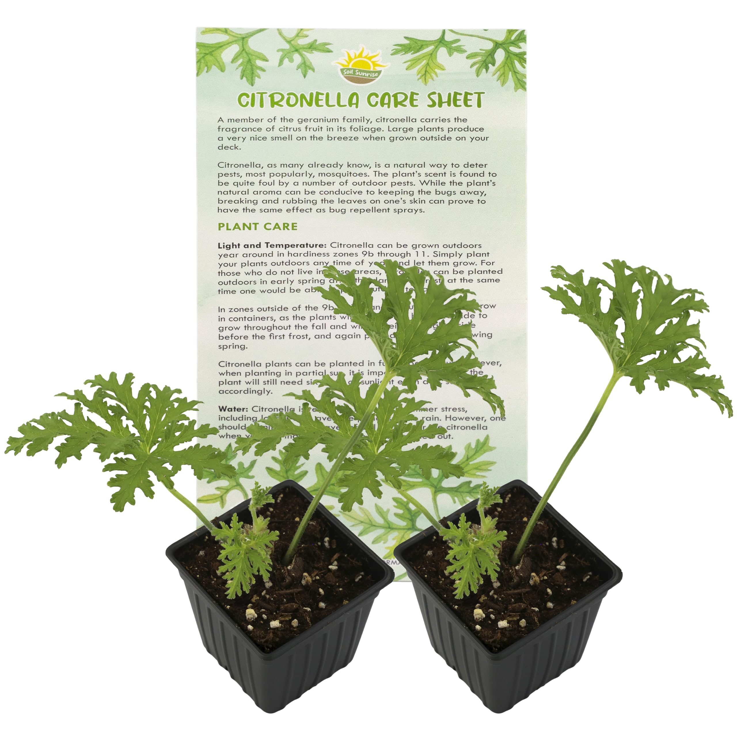 Live Citronella Geranium Plants 2-Pack