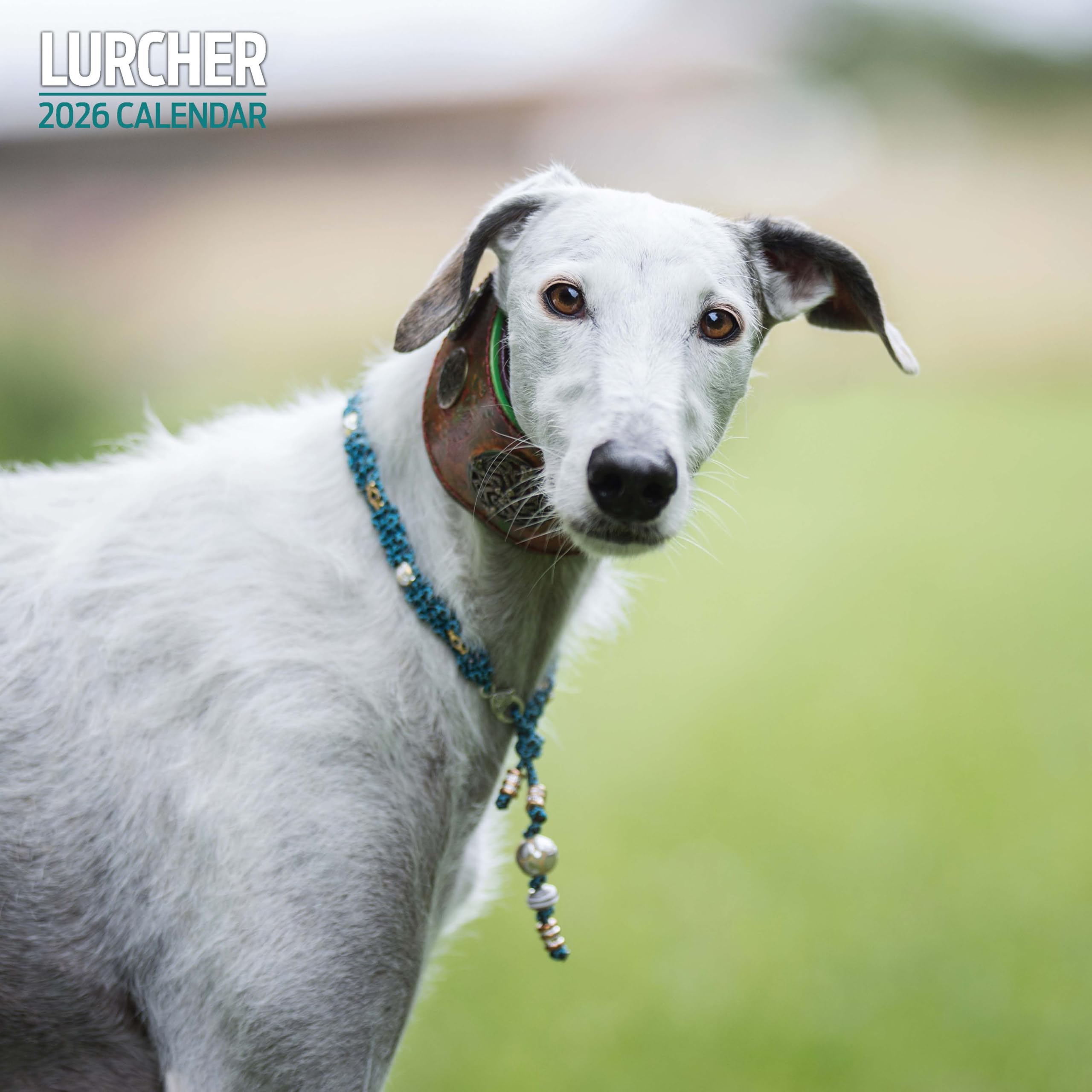 Lurcher 2026 Traditional Calendar