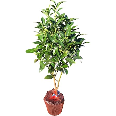 Amazon 植木 しきみ 1本 しきび 樹高約50 仏壇 お墓参り 墓前 お彼岸 お盆 仏壇 お供え お悔やみ シキミ シキビ 香花 1本 植木