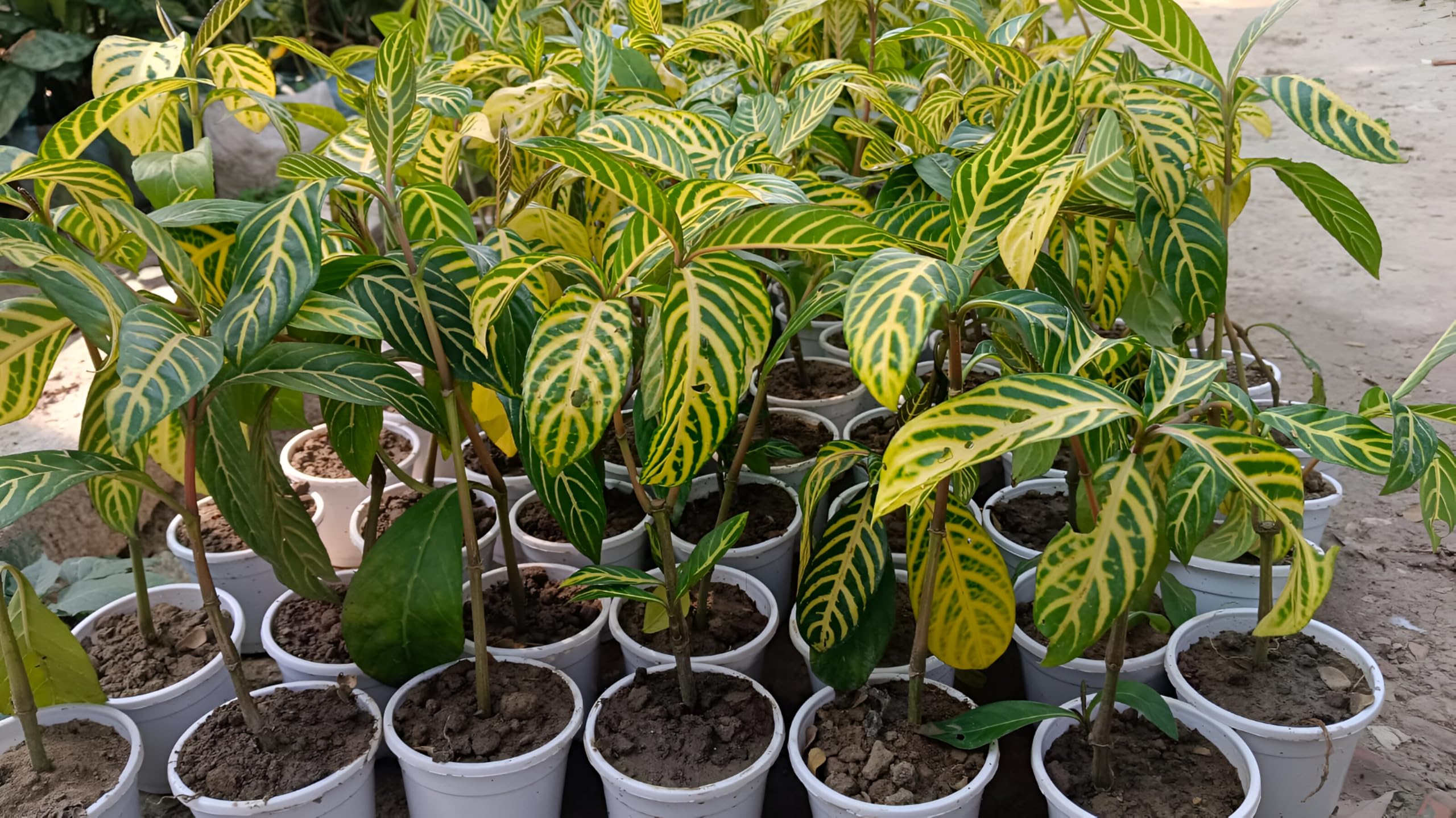 ABEFARIYA Live Sanchezia Nobilis Air Purifier Tiger Live Plant Aphelandra Cypress Plant with Grow bag -(height 40-50 c.m.) for home gardening (Quantity 1) Indoor & Outdoor Plant