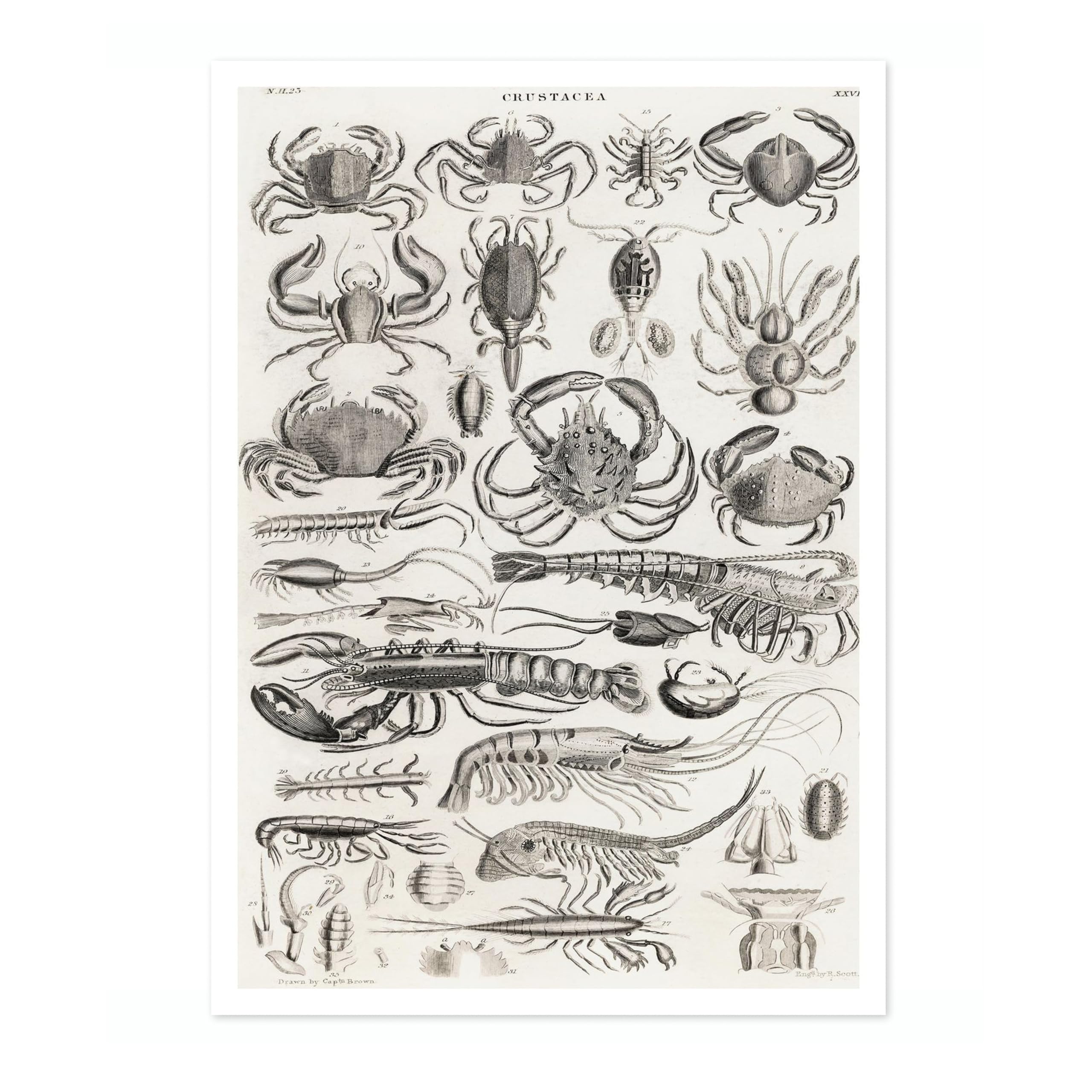 Crustaceans Poster, Vintage Botanical Art Prints, Retro Encyclopedia Illustration Wall Art Plants Botany Pictures, Bedroom Living Room Home Decor, A2 (Print Only) - 59.4x42cm