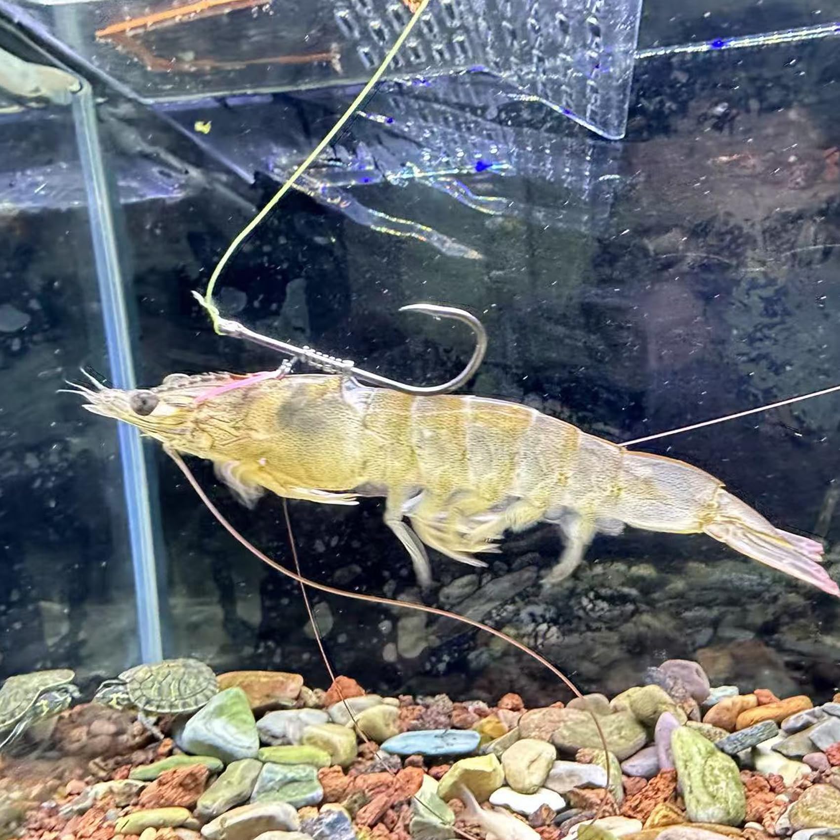Set di ami per gamberetti vivi, ami da pesca in acciaio al carbonio spinato per acqua dolce e salata, esca per gamberetti, spigola, carpa, pesce gatto esca