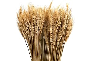 Yarlung 300 Stems Dried Wheat Stalks Bundle