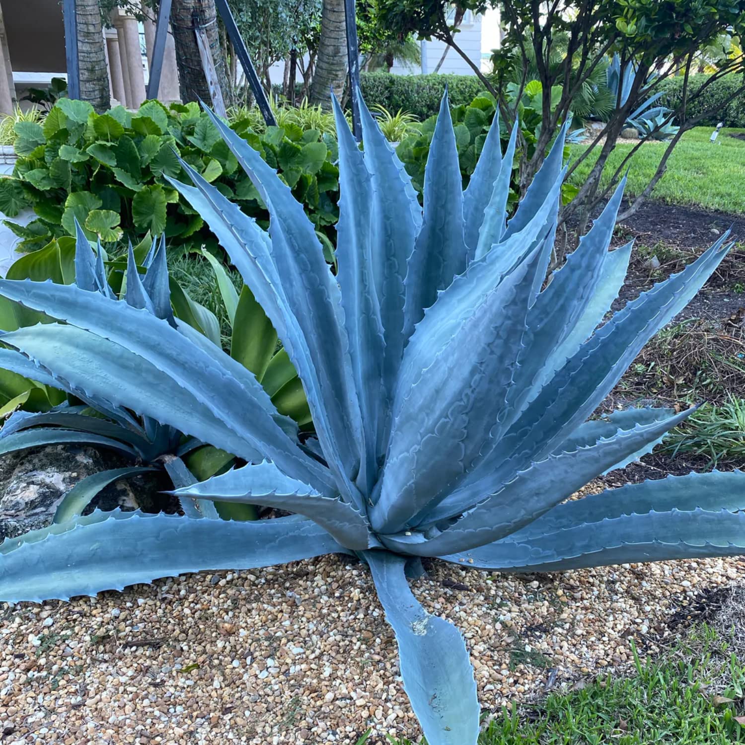 Buy Blue Agave Live 6 Inc Tall, in 3 Inc Pot, Succulent Variegata Queen