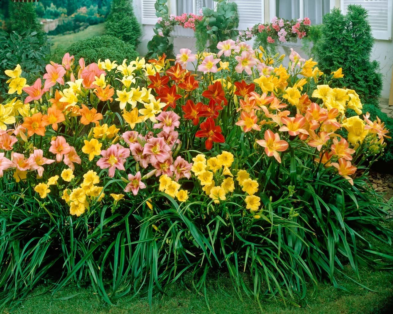 Day Lily Flower for Vase Big Size set of 10 Bulbs By Zabbus 2