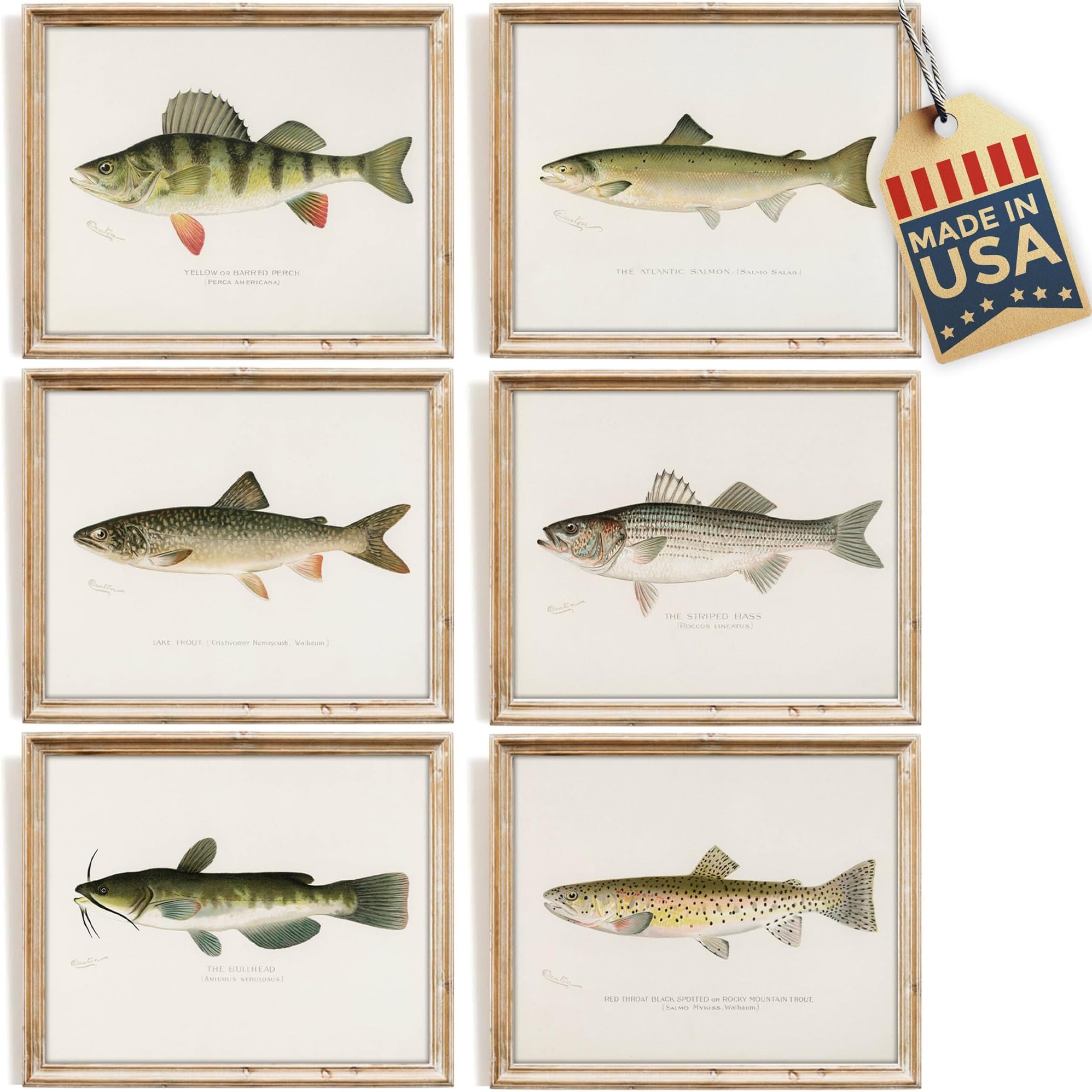 DREAM BIG PRINTABLES Vintage Fish Species Art Prints (Set of 6) - Unframed - 8x10 | Fishing Wall Decor for Fisherman