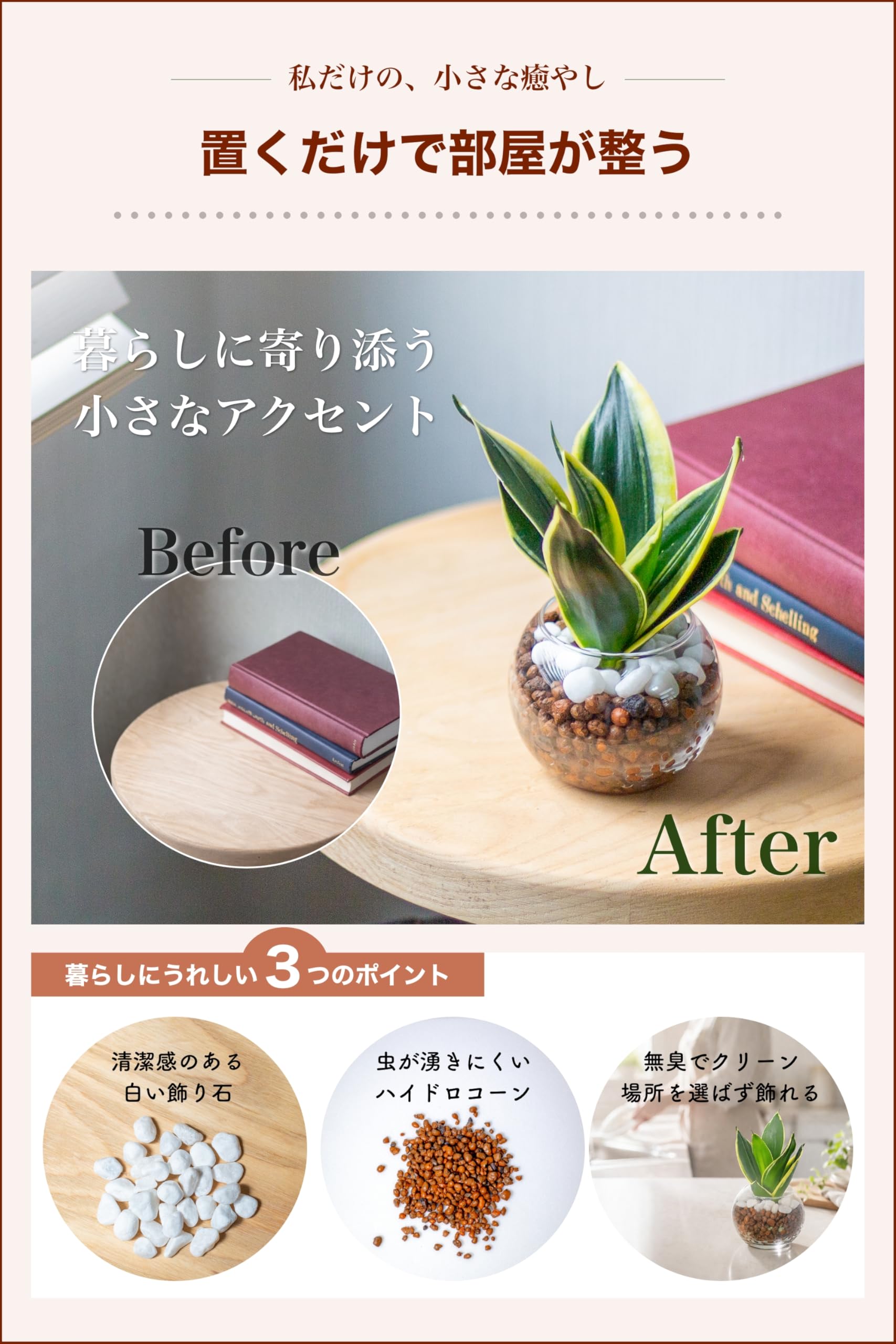 Amazon｜[ miipas ] サンスベリア ハイドロカルチャー 観葉植物 本物