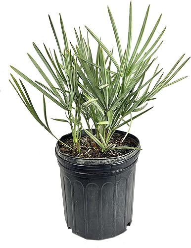 Silver Saw Palmetto - Planta viva en una maceta de cultivo de 10 pulgadas - Serenoa Repens 'Silver' - Palmas ornamentales nativas de Florida